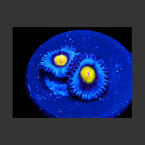 WWC AOI Zoa