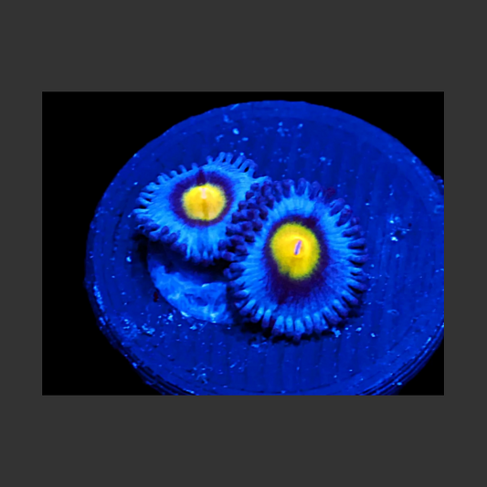 WWC AOI Zoa