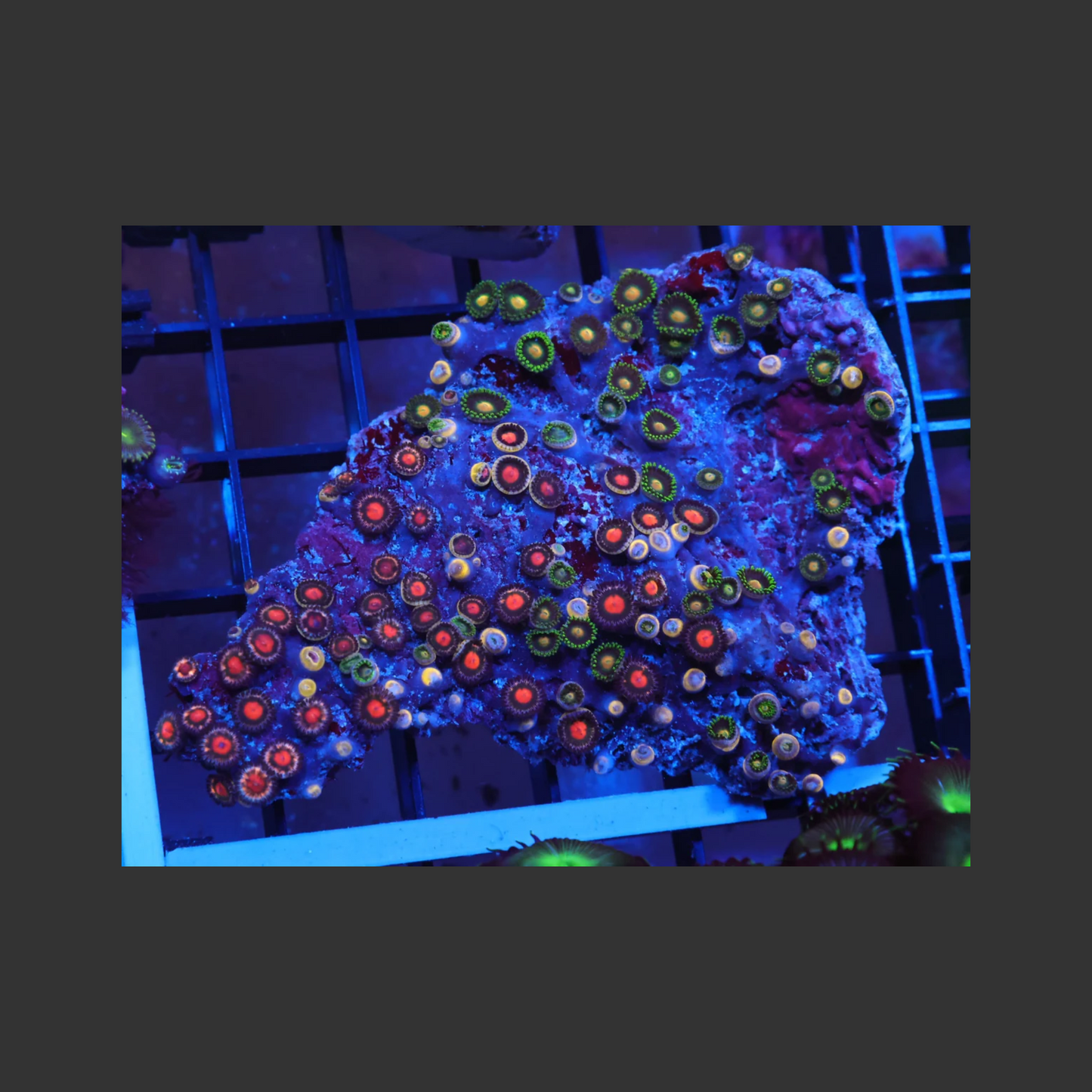 Indo Zoa Garden K10