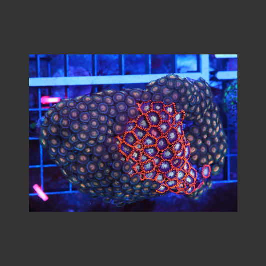Indo Zoa Garden X36