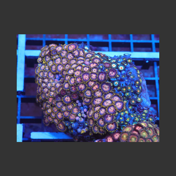 Indo Zoa Garden X97