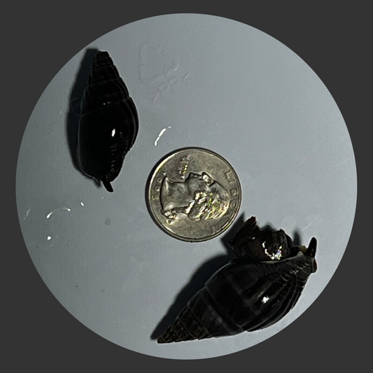 Black Nassarius Sand Snail