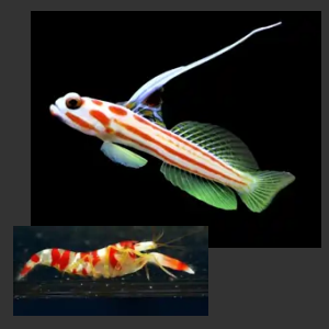 Yasha Hashe Goby Candy Stripe Shrimp