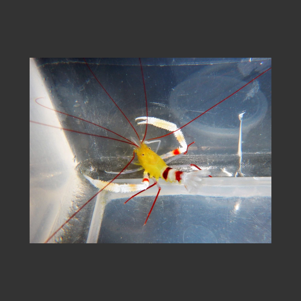 Zanzibar Coral Banded Cleaner Shrimp