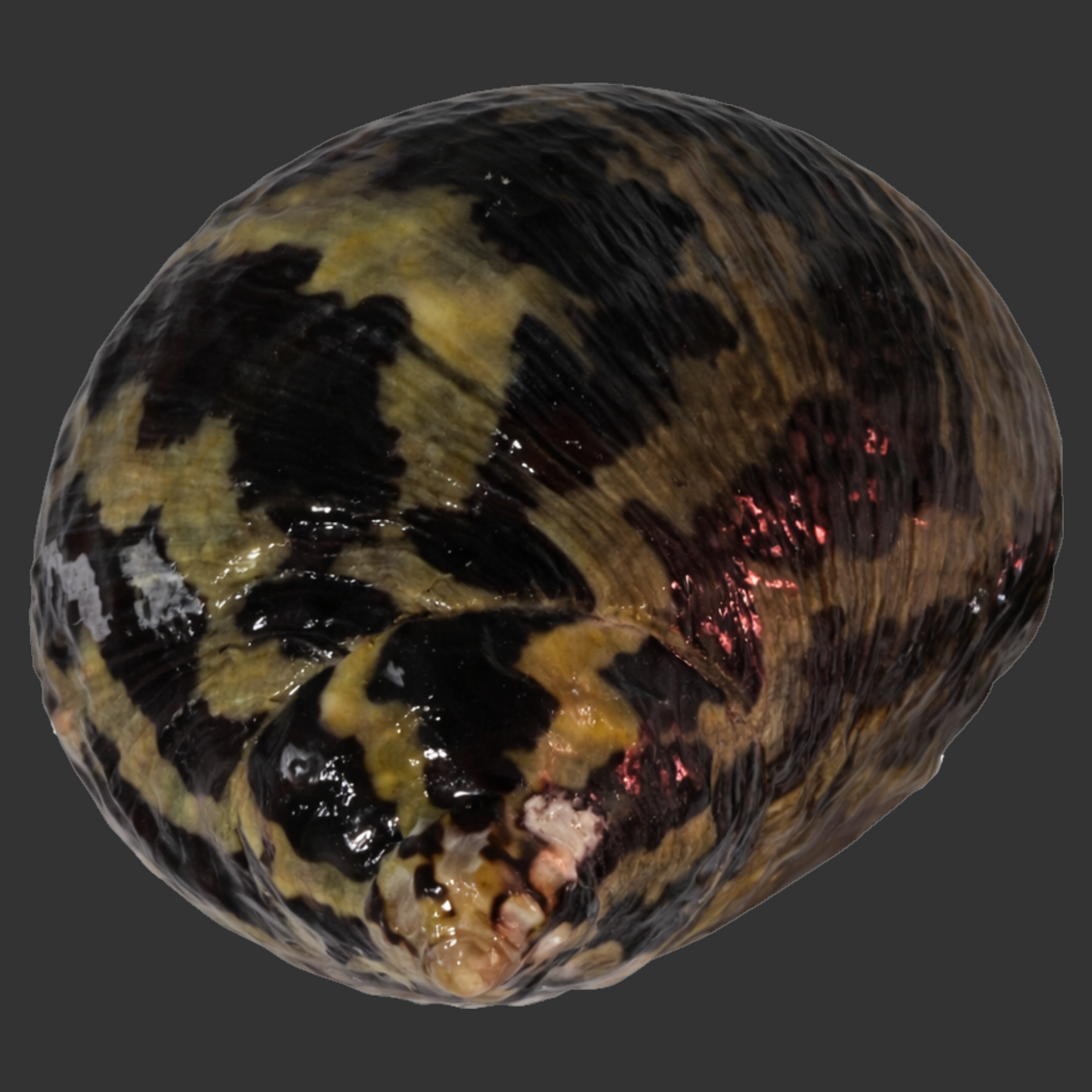 Zebra Turbo Snail