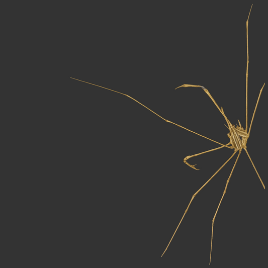 Arrow Crab (Caribbean)