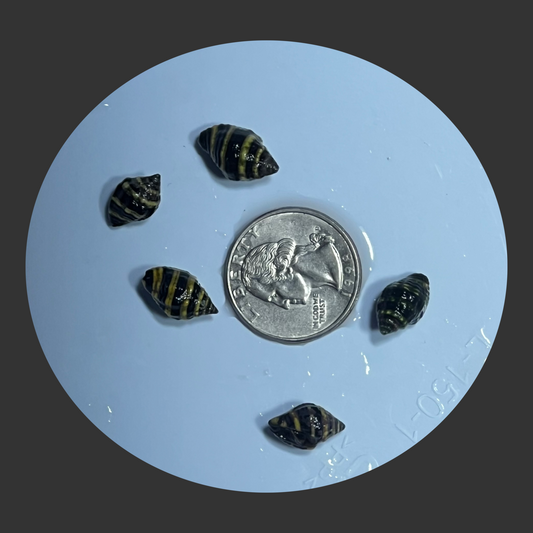 Bumble Bee Snail (Vermetidae killer)