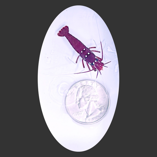 Fire Cleaner Shrimp
